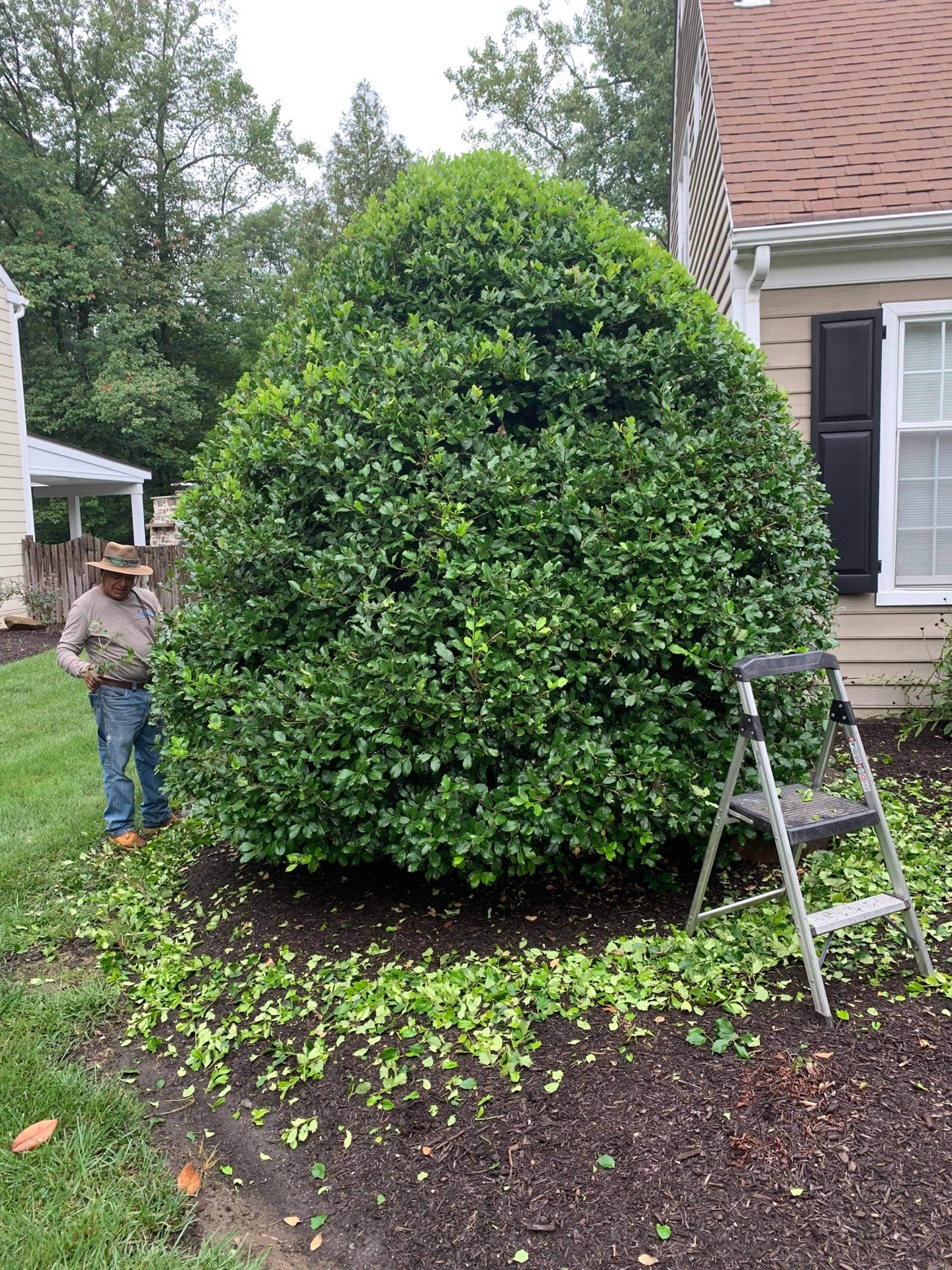 Bushes and Shrubs Maintained by JCBest Services LLC